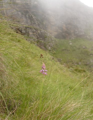 Disa stricta